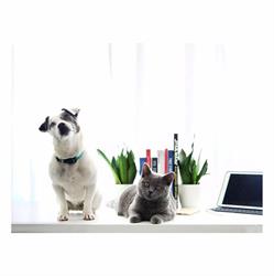 Mrs Content, Boezinge openingstijden