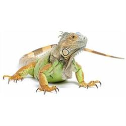 iGuana NV, Zaventem openingstijden
