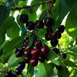 Jacobsfruit, Sint-Truiden openingstijden