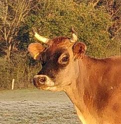 Ferme de Jambjoule, Villers-sur-Lesse openingstijden