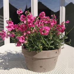 Abelia, Brugge openingstijden