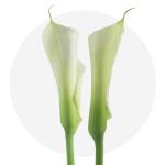Arum Lingerie, Aarschot openingstijden