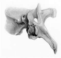 Chiropraxie Aranka Pollentier, Gistel openingstijden