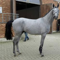 STAL JONCKHOEVE, Stavele openingstijden