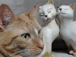 Kattenhotel Eldersepoezenhoeve, Tongeren openingstijden