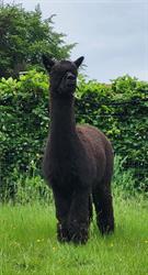 Alpaca Tumulus, Gingelom openingstijden