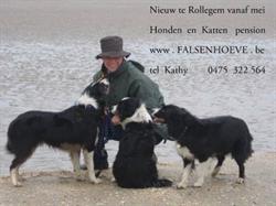 De Falsenhoeve, Rollegem openingstijden