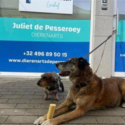 Dierenarts Juliet de Pesseroey, Deinze openingstijden