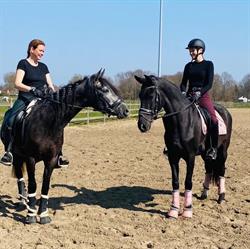 Manege Bruneel, Kampenhout openingstijden
