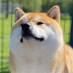 Shiba American Triumph Kennel, Heist-op-den-Berg openingstijden