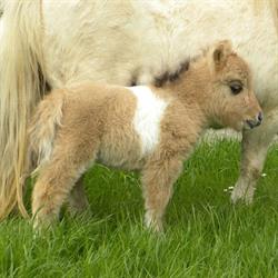 Shetland Ponies Stud Farm 'De Molenstede', Dilbeek openingstijden