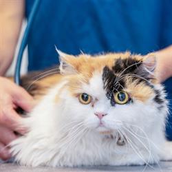 Dierenartsenpraktijk De Lindekens, Grobbendonk openingstijden