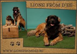 Lions From D'es, Huldenberg openingstijden