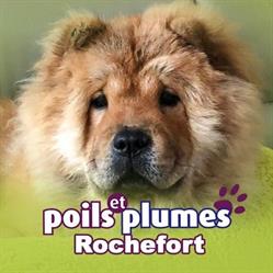 Poils et Plumes, Rochefort openingstijden