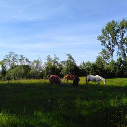 Equintessence, Ohey openingstijden