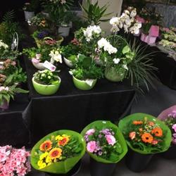 Dier en Tuin Goessens - D'Haese, Sint-Lievens-Houtem openingstijden