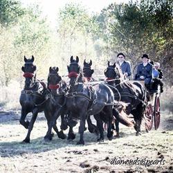 Stal Den Hooie, Beernem openingstijden