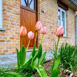 Den overkant, Diksmuide openingstijden
