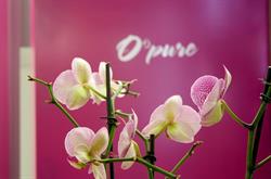 O'pure Hees Bilzen, openingstijden