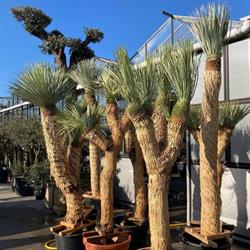 Yucca Rostrata - Picasso Greens - Bekijk ons aanbod desert, mediterranean & tropical plants, Gooik openingstijden