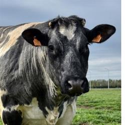 La Ferme Bruneau, Pipaix openingstijden