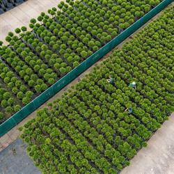 Laurica Plants Belgium, Jabbeke openingstijden