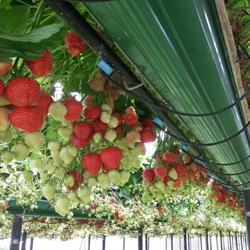 Aardbeien Meul, Sint-Niklaas openingstijden