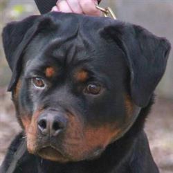 Vom Aratoamin Rottweilers, Nevele openingstijden