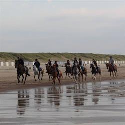 Manege Paddock, Waasmunster openingstijden
