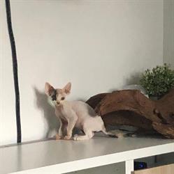 Wilddiamond cattery - Belgium, Merchtem openingstijden