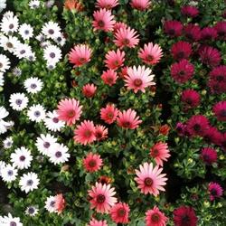 Floral Mortsel, openingstijden