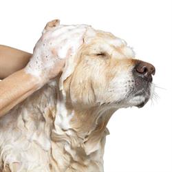 Hondenwasserette/self-dogwash De Snorhaard, Assebroek openingstijden