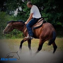 Legendhorses Belgium, Bocholt openingstijden