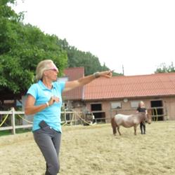 Coaching met en door paarden, Lokeren openingstijden