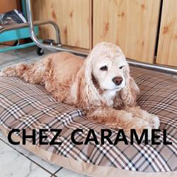 Chez Caramel, Zemst openingstijden
