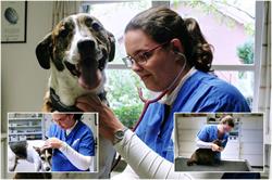 Dierenarts Lerinckx Laura, Sint-Pieters-Leeuw openingstijden