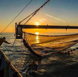 Pure Fisk, Lokeren openingstijden