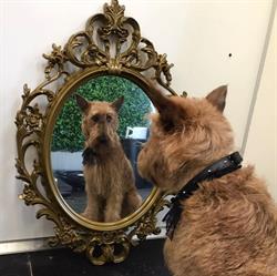 Dogwash Tessenderlo, openingstijden