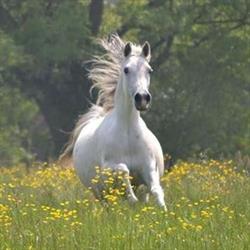 Hill's Arabians, Frasnes-lez-Anvaing openingstijden