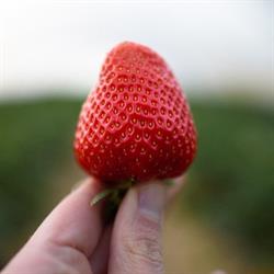 Les Fraises d'Aische, Aische-en-Refail openingstijden