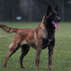 Les Bétulacées Mechelse Herder Kennel, Lommel openingstijden