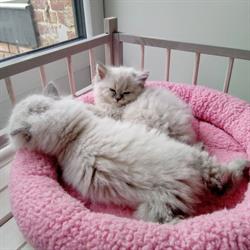 Kot & chats, Borgworm openingstijden