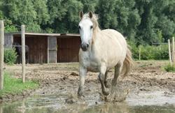 EQUI-libre Paddock Paradise des Hauts-Pays, Marchipont openingstijden