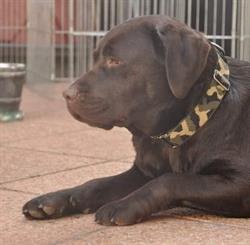Elevage des Labradors Du Bois De La Delle, Lijsem openingstijden