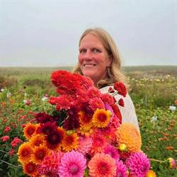 No Supermarket Flowers, Lommel openingstijden