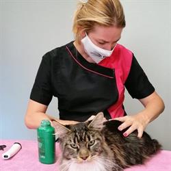 kattentrimsalon nubi's beauty paradise, Neeroeteren openingstijden