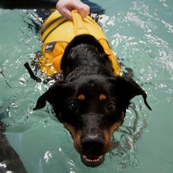 Hydrotherapie Daliez, Moorslede openingstijden