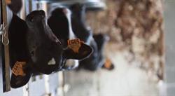 Ferme de la Warde, Thieulain openingstijden