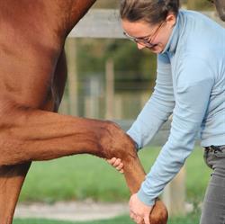 Equi-Pleasure, Oudsbergen openingstijden