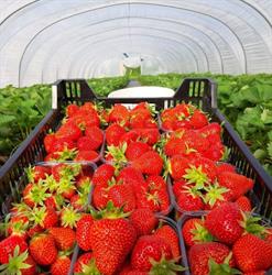 Aardbeien en Kersen Haelterman, Geraardsbergen openingstijden